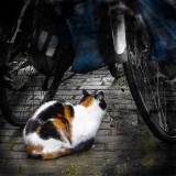 Fietsen met schuil poes